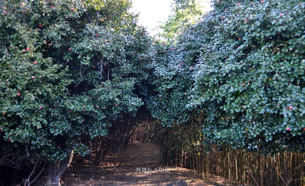 동백포토존은 동백나무와 대나무, 두 종의 상록수가 묘하게 조화를 이루며 터널을 만든다.