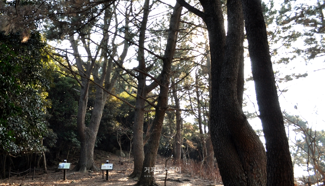 ‘연인숲탐방로’란 이름이 붙은 이유. 생긴 모습이 남자와 여자를 닮았다는 연인나무.