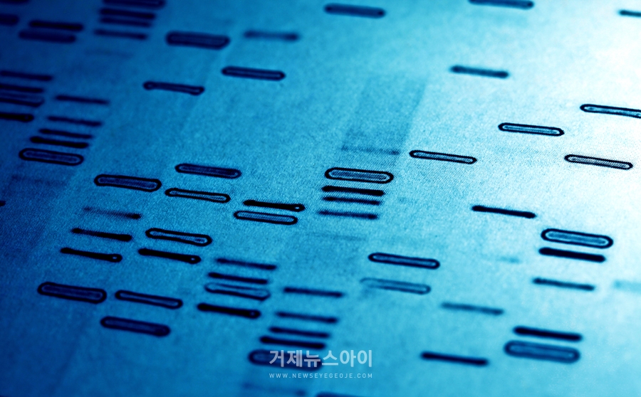 DNA도 지문처럼 개인마다 고유하기에 범죄수사의 증거로서 활용될 수 있다. (출처: shutterstock)