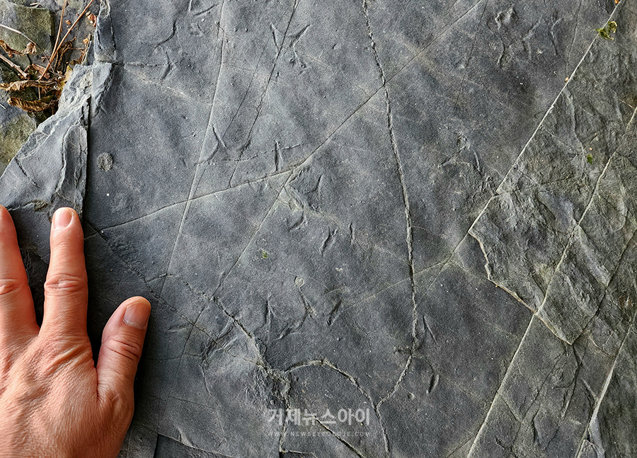 이그노트 오르니스 물갈퀴 새 발자국 화석