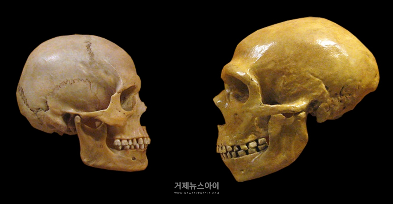 현생 인류(왼쪽)와 네안데르탈인(오른쪽)의 두개골. (출처: 위키미디어)