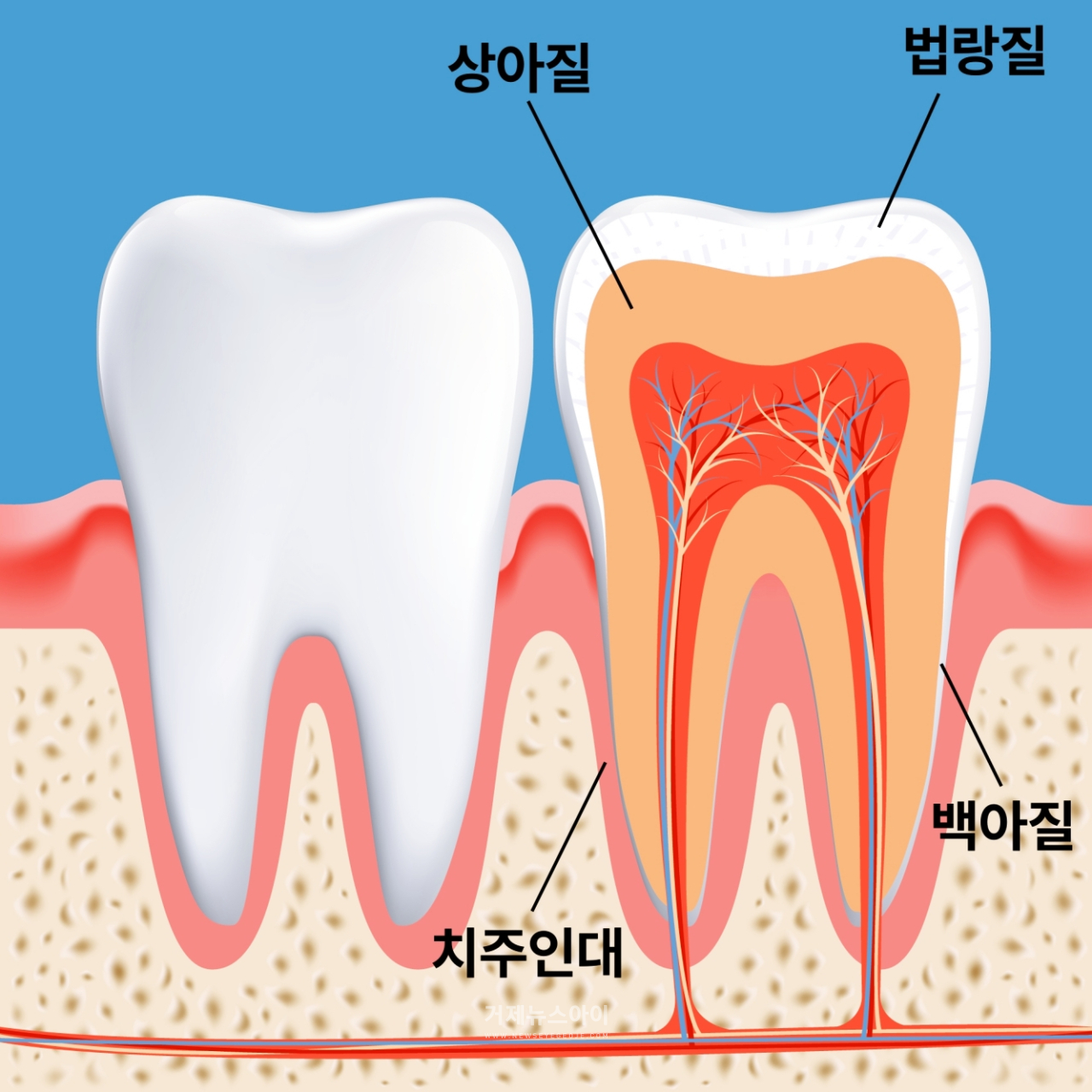 치아는 상피세포와 간엽세포의 상호작용에 의해 만들어진다. 두 세포를 재결합하면 치아 오가노이드를 만들 수 있다고 알려져 있다. ⓒshutterstock